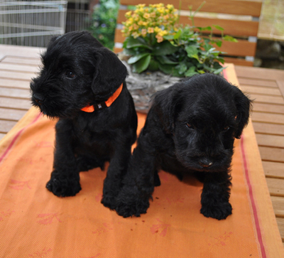 010612 Mona Welpen 029 Kopie02