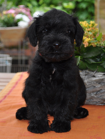 010612 Mona Welpen 03402