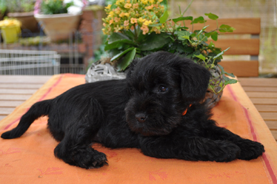 010612 Mona Welpen 042