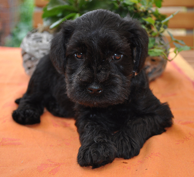 010612 Mona Welpen 04502