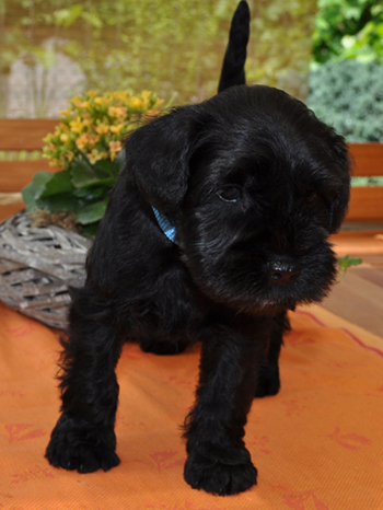 010612 Mona Welpen 04802