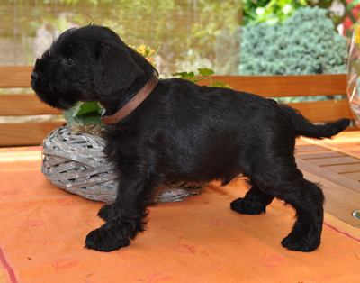 010612 Mona Welpen 04902