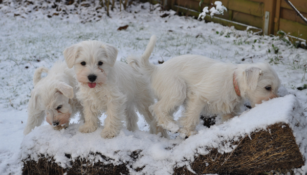 01Dezember 2012 036 Kopie02