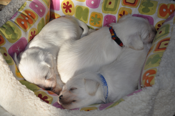 06 November 2012 001 Kopie02