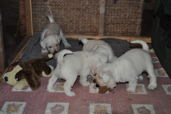 06 November 2012 029 Kopie02