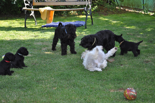 100612 Mona Welpen 004