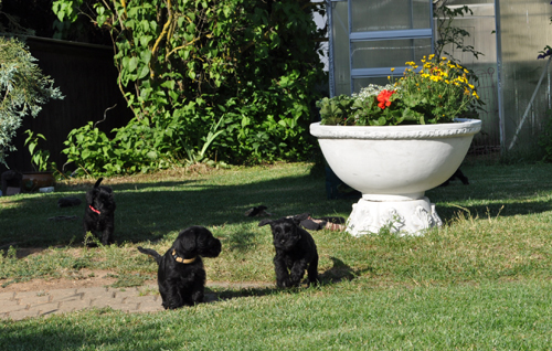 100612 Mona Welpen 009