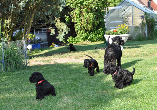 100612 Mona Welpen 013