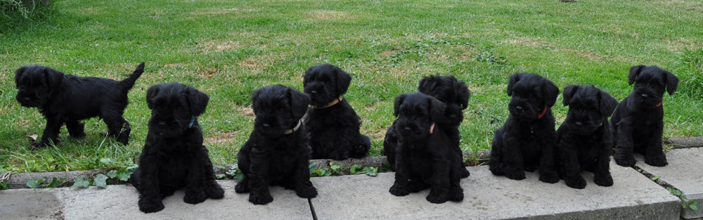 100612 Mona Welpen 027 Kopie