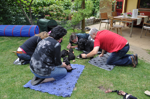 100612 Mona Welpen 042