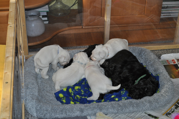 11 November 2012 001