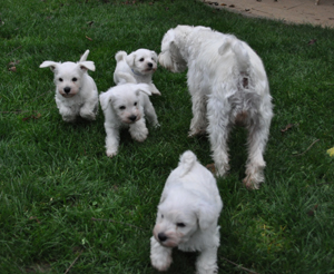 14 November 2012 013 Kopie02