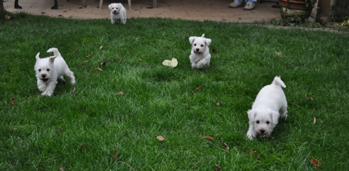 14 November 2012 015