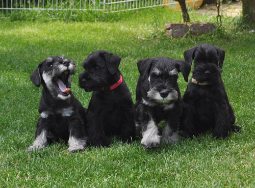 150612 Mona Welpen 0011 Kopie