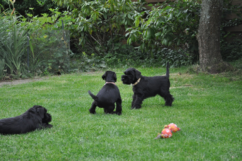 240612 Mona Welpen 014