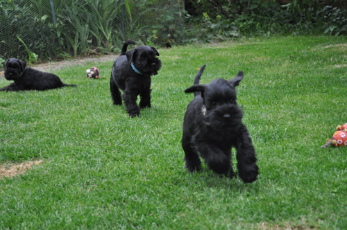 240612 Mona Welpen 026