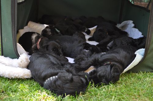 260512 Mona Welpen 023