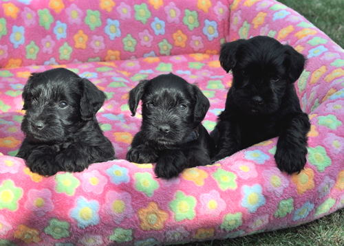 260512 Mona Welpen 117 Kopie