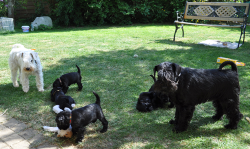 280512 Mona Welpen 006