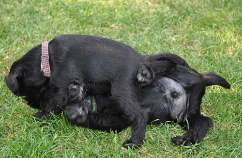 280512 Mona Welpen 021