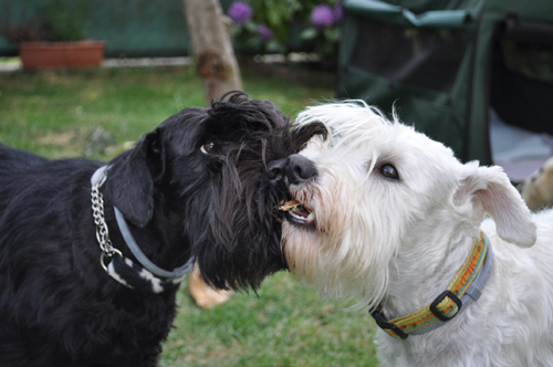 280512 Mona Welpen 066 Kopie