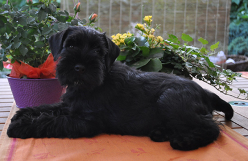 290612 Mona Welpen 009