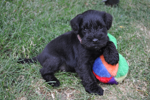 310512 Mona Welpen 007 Kopie