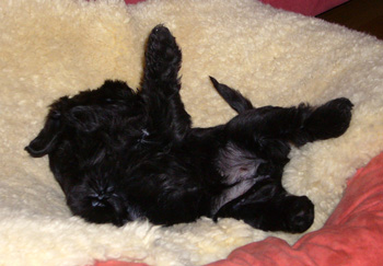 Hundebaby Nov.06 009