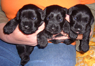 Hundebabys 020