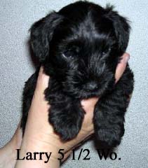 Larry_5_5_wo_Kopie