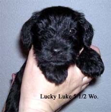 LuckyLuke5_5wo_Kopie