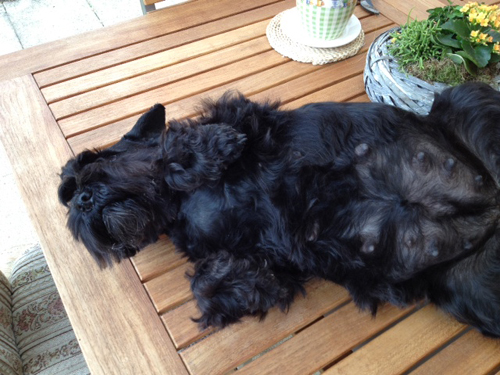 Mona Q-Wurf103 Mona Q-Wurf103