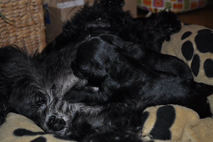 Monas Welpen 080512 00202 Monas Welpen 080512 00202