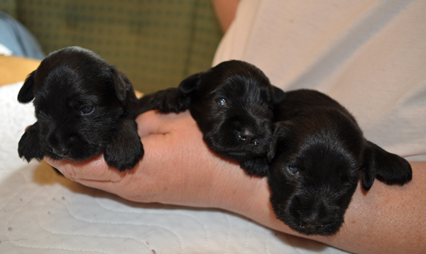 Monas Welpen 080512 010 Monas Welpen 080512 010