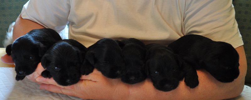 Monas Welpen 080512 018 Monas Welpen 080512 018