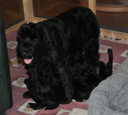 Monas Welpen 120512 017 Monas Welpen 120512 017