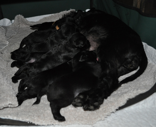 Monas Welpen 120512 027 Monas Welpen 120512 027