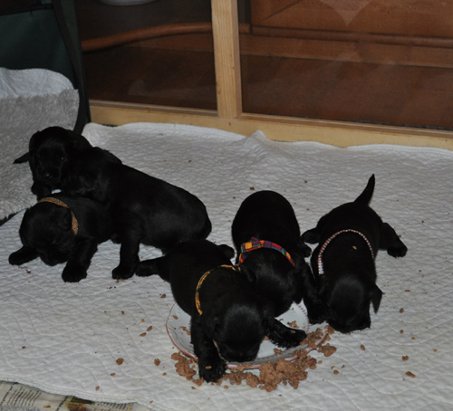 Monas Welpen 120512 032 Monas Welpen 120512 032