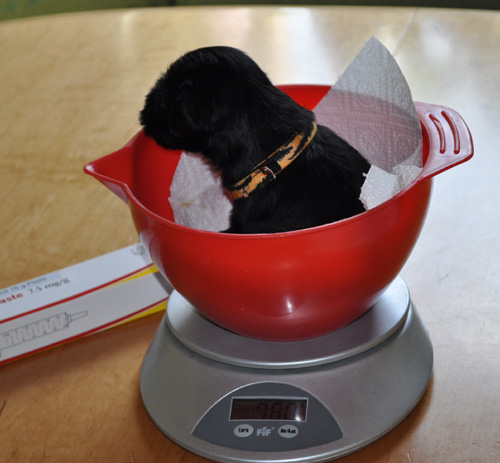 Monas Welpen 150512 005