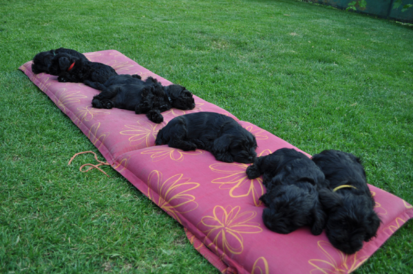 Paula Welpen 11.07.13 019