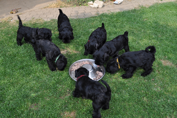 Paula Welpen 11.07kopie 02