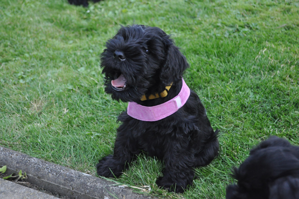 Paula Welpen 12.07.078kopie