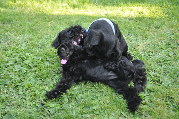 Paula Welpen 12.07.kopie