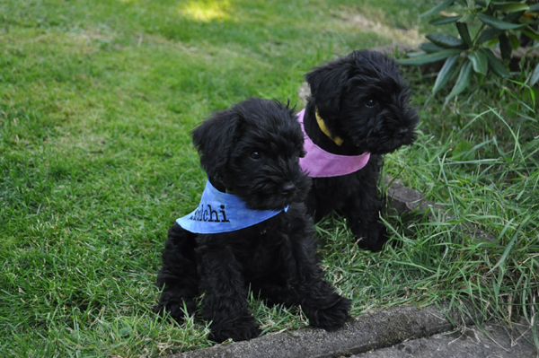 Paula Welpen 12.07.kopie 029