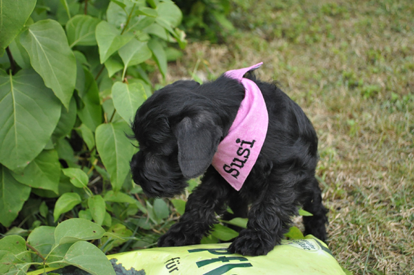 Paula Welpen 12.07078.kopie