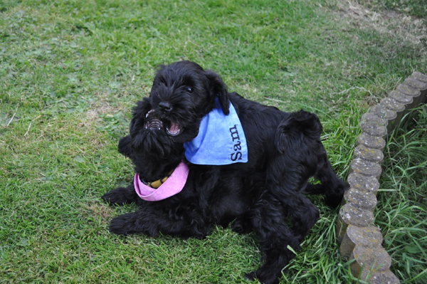 Paula Welpen 12.07kopie