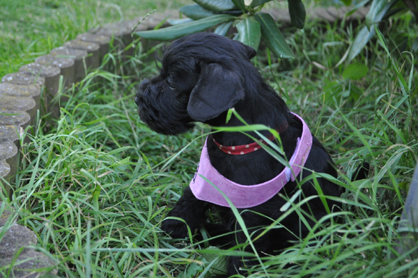 Paula Welpen 12.07kopie 014