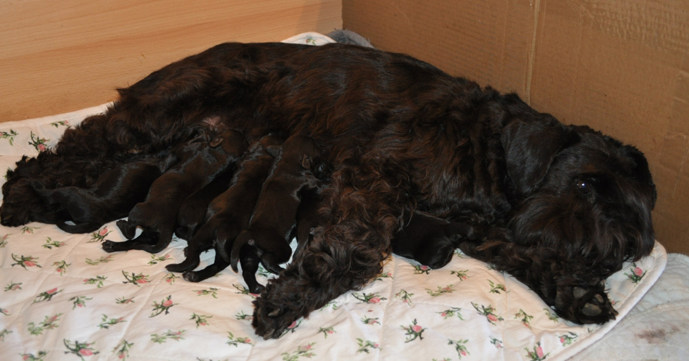 Paula Welpen 14.0502