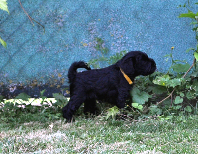 Paula Welpen 23.06.13 05302