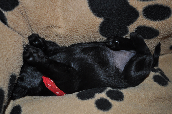 Paula Welpen 28.0503